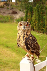 白い柵の杭の上に立つベンガルワシミミズク