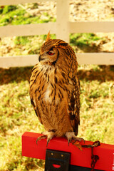 横向きのベンガルワシミミズク