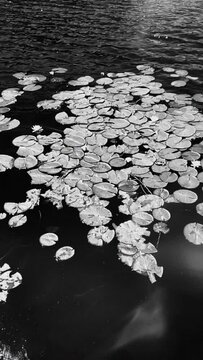 Vertical slow motion video of lillies on a lake