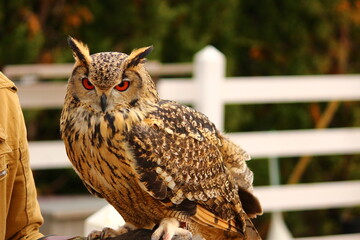 人の腕に乗るベンガルワシミミズク