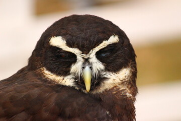 目を瞑っているメガネフクロウ