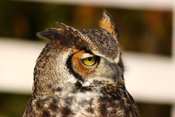 アメリカワシミミズクの横顔