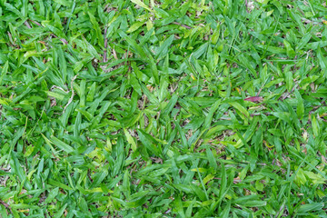 Wallpaper, background, lawn, green grass for the background.