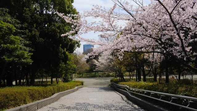 木場公園　桜2022
