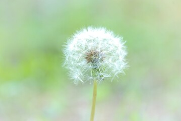 Obraz premium タンポポの綿毛