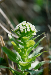 開花して伸び始めたフキノトウの雌花_晴天縦1