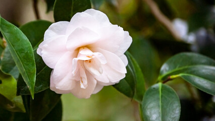 White Flower in the Summer's Light 6