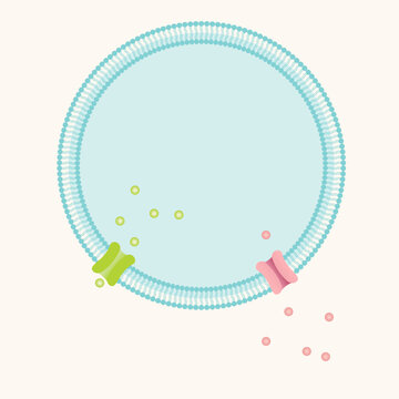 bilayer lipid cell membrane with ion channels template vector illustration