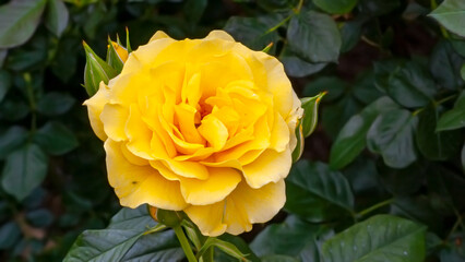 Yellow Rose in Spring Sunlight 8