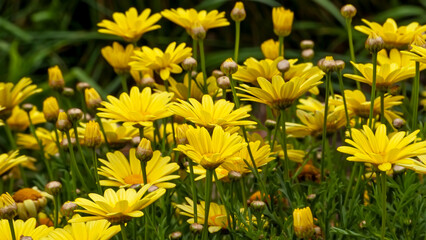Sunflowers and Daisies in the Summer light