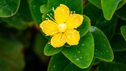 Sun Drops of Dew and Gold