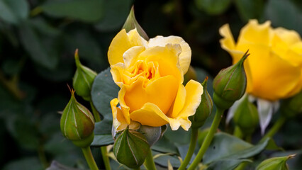 Yellow Rose in Spring Sunlight 3