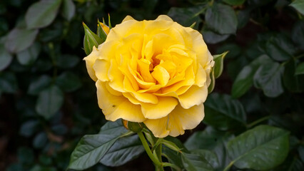 Yellow Rose in Spring Sunlight 2