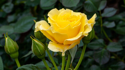 Yellow Rose in Spring Sunlight 1