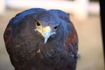 見つめるハリスホーク