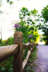 Flowers atop a wooden fence post
