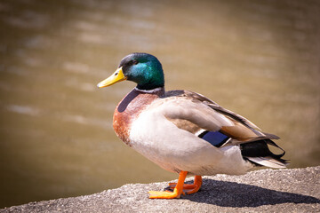 duck