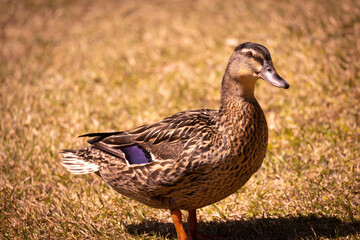 duck on the grass