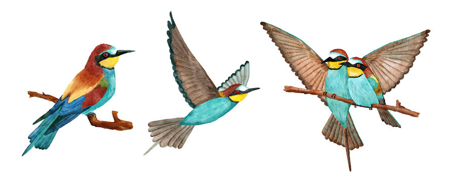 Watercolor hand drawn illustration of bee eater birds with bright vivid feathers on the branch and flying. Nature natural wildlife in forest. Ecology concept, animal species in europe asia.
