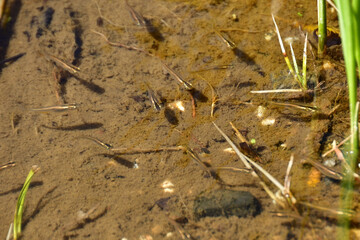 池で泳ぐメダカの群れ
