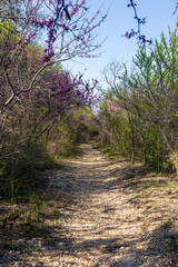 footpath in the woods