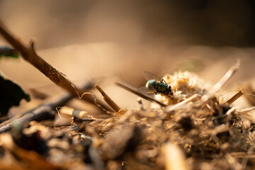 Close up of fly on food scraps on ground