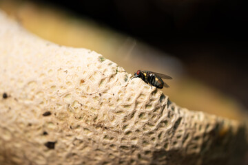 Underside of fly on melon rind