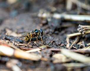 Wasp on ground of farm