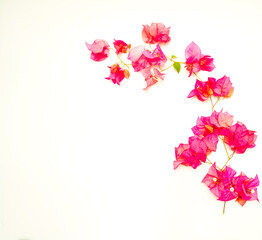 Beautiful pink bougainvillea flowers isolated against a white background. Shot flat lay with dead space.  