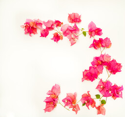 Fototapeta na wymiar Beautiful pink bougainvillea flowers isolated against a white background. Shot flat lay with dead space. 
