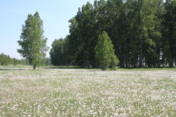 Russian forest with birches in fluffy flowers dandelions fields in summer