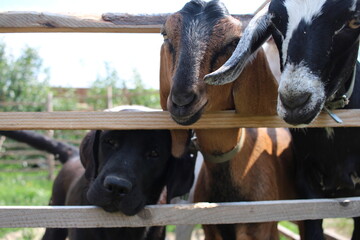 funny pets goat and dog muzzles
