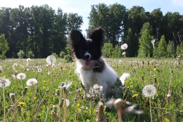 decorative small dog in green grass with flowers in ticks