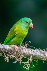 The orange-chinned parakeet (Brotogeris jugularis), also known as the Tovi parakeet, is a small mainly green parrot of the genus Brotogeris. It is found in Central America.