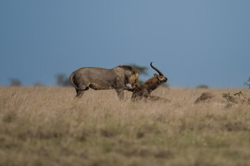 Big lion lying on savannah grass. Landscape with characteristic trees on the plain and hills in the background