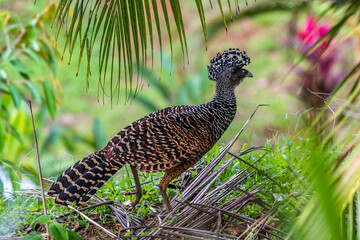 The great curassow (Crax rubra) is a large, pheasant-like bird from the Neotropical rainforests, its range extending from eastern Mexico, through Central America to western Colombia