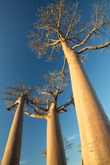 Beautiful Baobab trees at sunset at the avenue of the baobabs in Madagascar