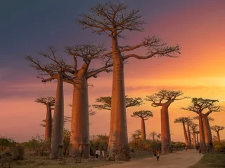 Foto op Aluminium Mooie Baobab-bomen bij zonsondergang aan de laan van de baobabs in Madagascar © vaclav