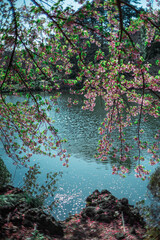 池と枝垂桜