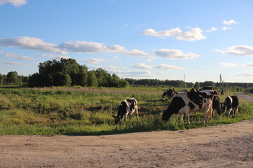 animals dairy cows in a herd graze in the village in the summer in the field