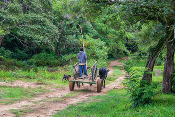 A poor farmer and his dog with an ox cart in the Paraguayan jungle. - obrazy, fototapety, plakaty