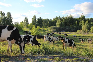 animals dairy cows in a herd graze in the village in the summer in the field