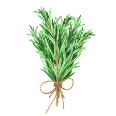 Bouquet fresh rosemary. Watercolor illustration culinary herbs for cooking Isolated on white background. Art for design