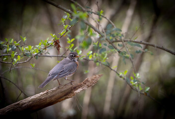 blackbird in the tree