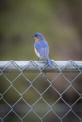 blue bird on a fence