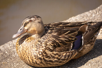 duck and ducklings