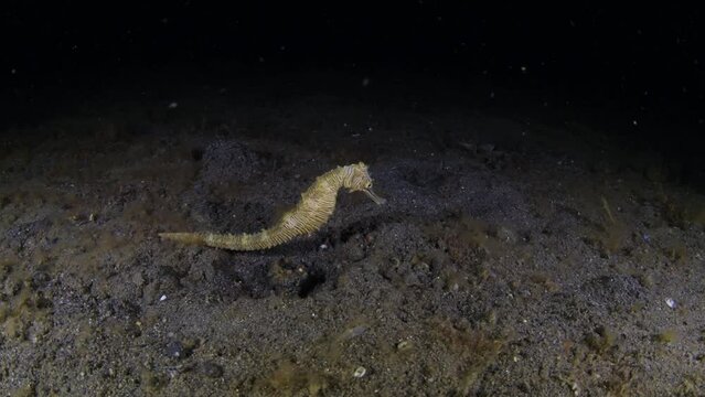 A Very Rare Zebra Seahorse - Hippocampus Zebra (known As The Endemic Of Australia) Hunting In The Night. Underwater Macro World Of Tulamben, Bali, Indonesia.