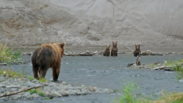 Mother brown bear hunting for salmon fish on river and her cubs waiting, Kamchatka peninsula, Russia