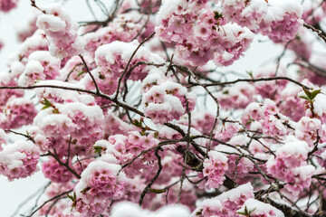 Young cherry flowers are attacked by snow in early spring April