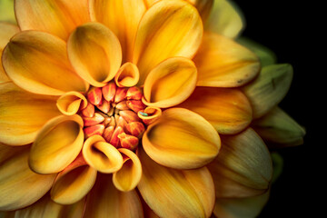 Obraz premium Macro photo of a beautiful Dahlia flower in bloom